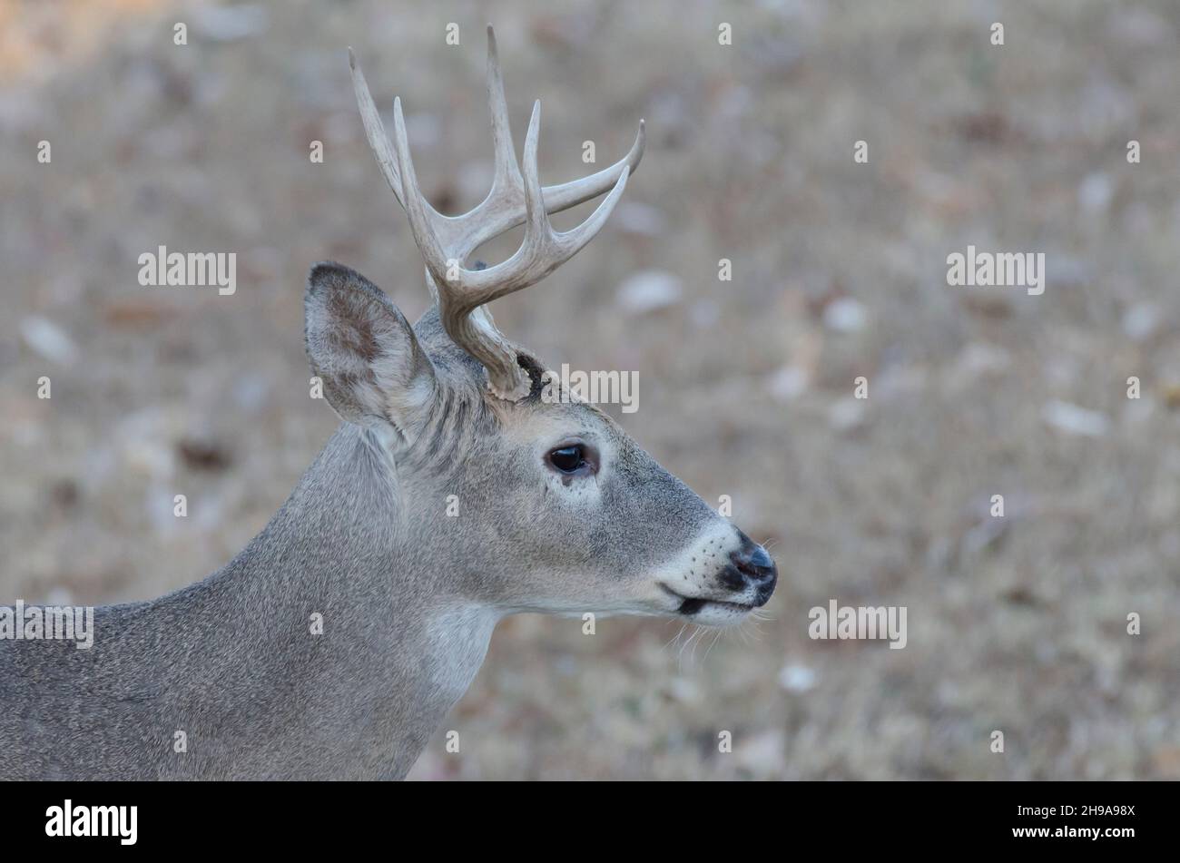 Cerf de Virginie, Odocoileus virginianus, buck Banque D'Images