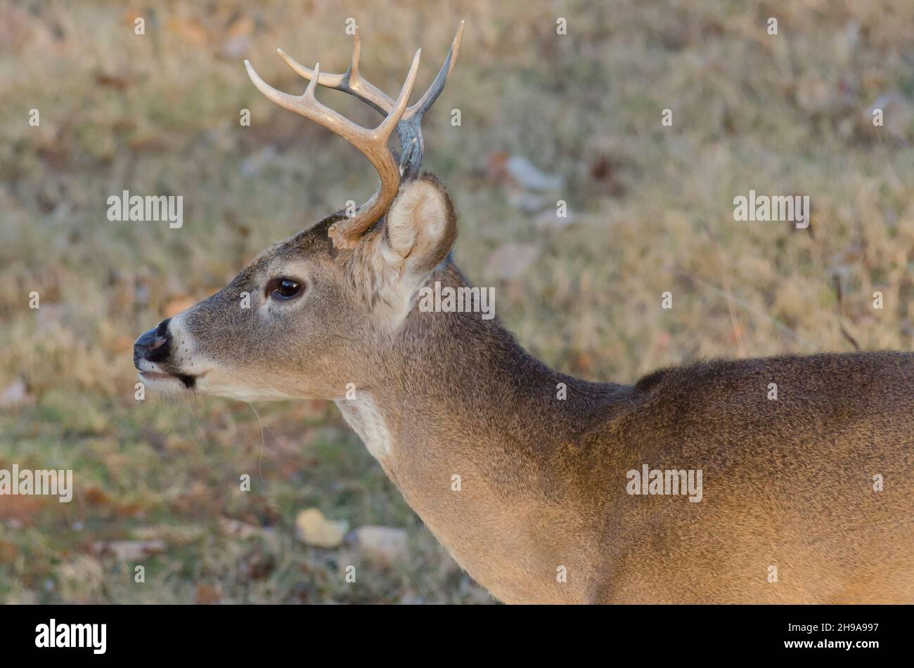 Cerf de Virginie, Odocoileus virginianus, buck Banque D'Images