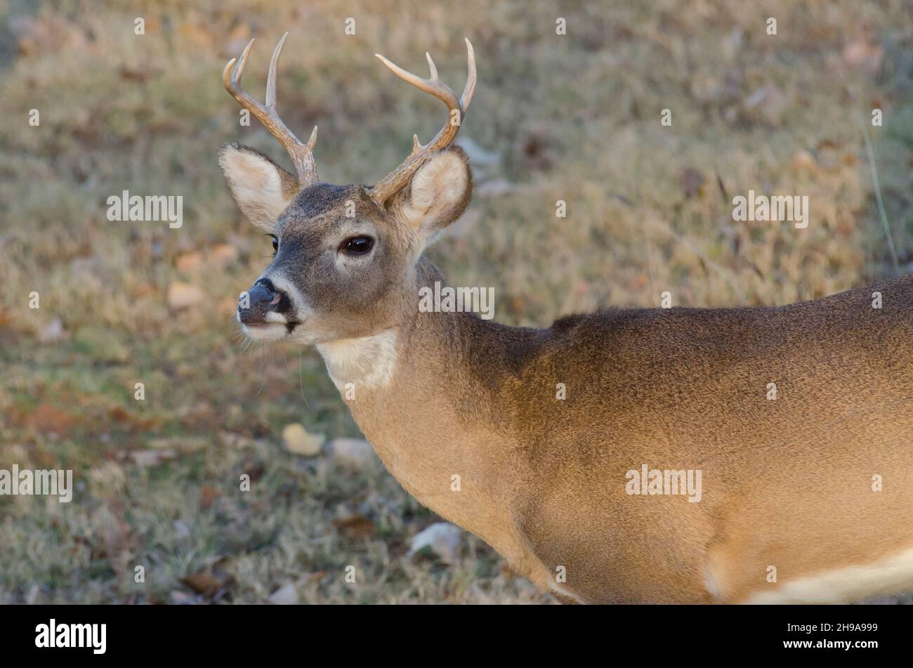 Cerf de Virginie, Odocoileus virginianus, buck Banque D'Images