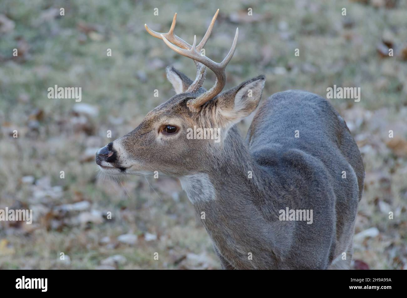 Cerf de Virginie, Odocoileus virginianus, buck Banque D'Images