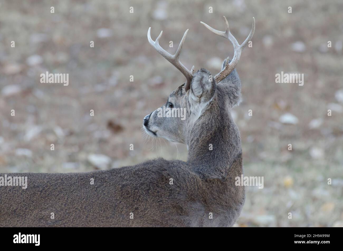 Cerf de Virginie, Odocoileus virginianus, buck Banque D'Images