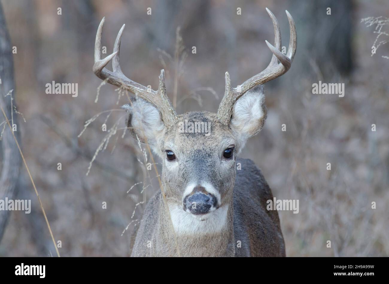 Cerf de Virginie, Odocoileus virginianus, buck dans les bois Banque D'Images