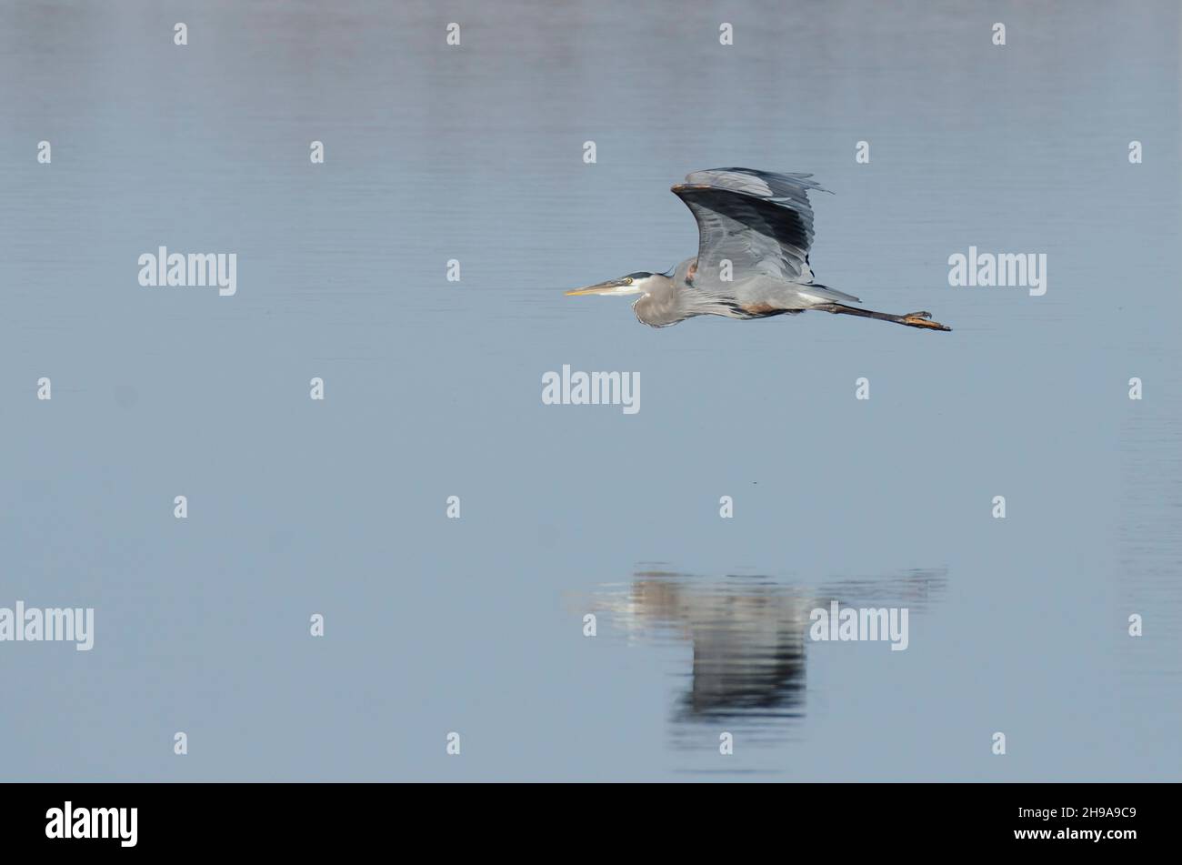 Grand héron bleu, Ardea herodias, en vol au-dessus de l'eau Banque D'Images