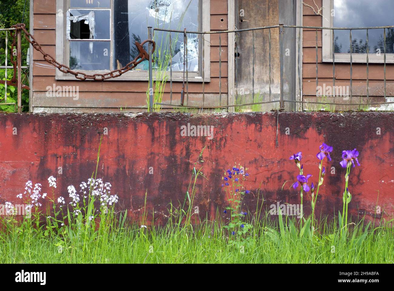 Fleurs d'iris sauvage contre les murs de couleur rouille.Oregon Banque D'Images