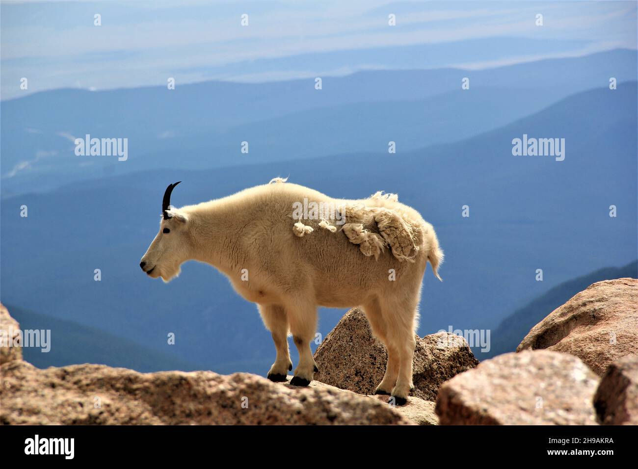 Mountain Goat sur le sommet de la montagne avec vue alpine Banque D'Images
