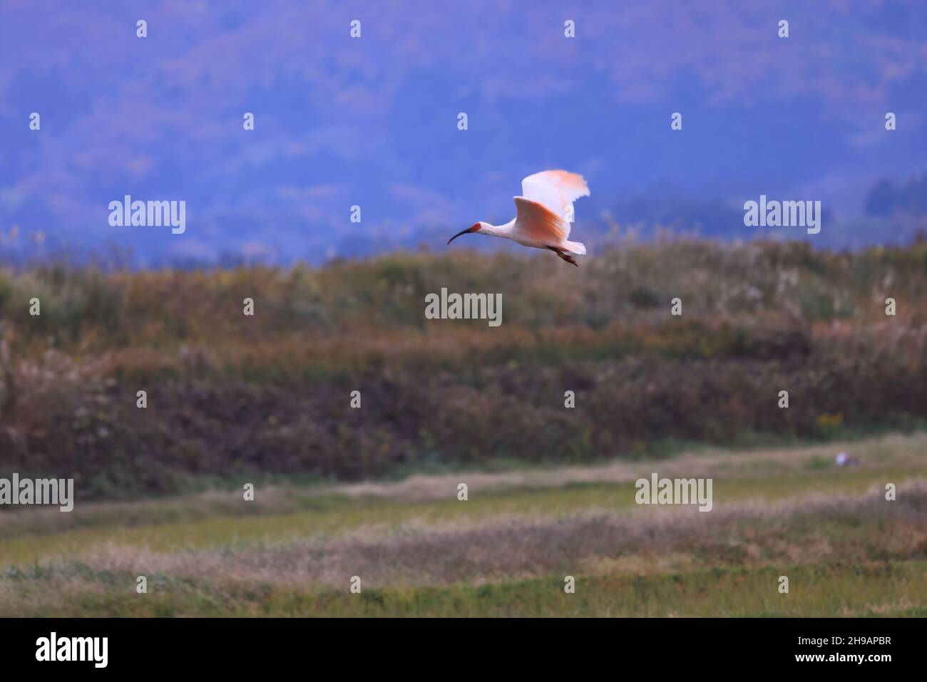 Ibis japonais à la crème (Nipponia nippon) sur l'île de Sado, Japon Banque D'Images