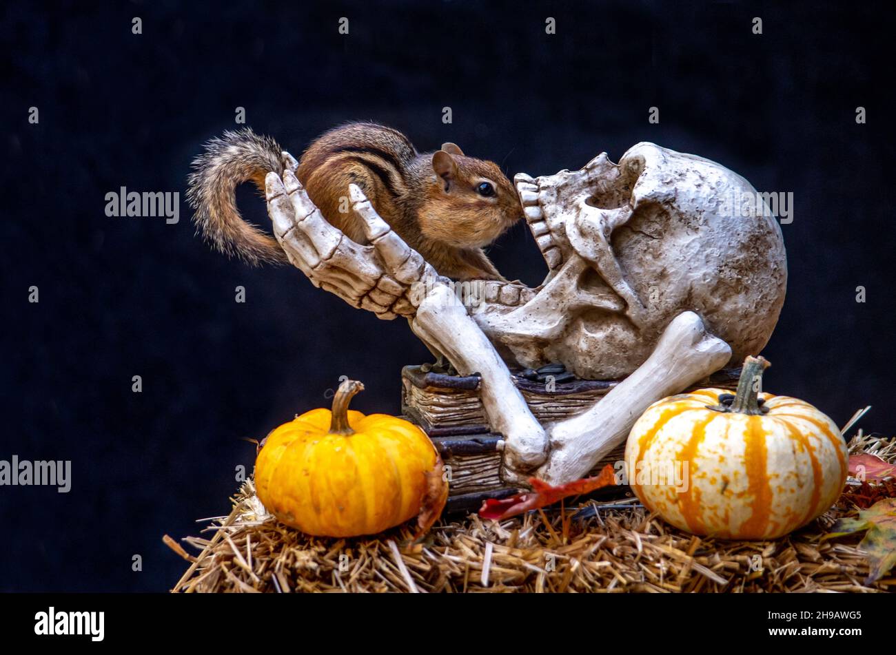 Curieux chipmunk pairs dans la bouche de ce crâne et des os, regardant comme lui lui-même va bientôt devenir un casse-croûte effrayant de minuit Banque D'Images