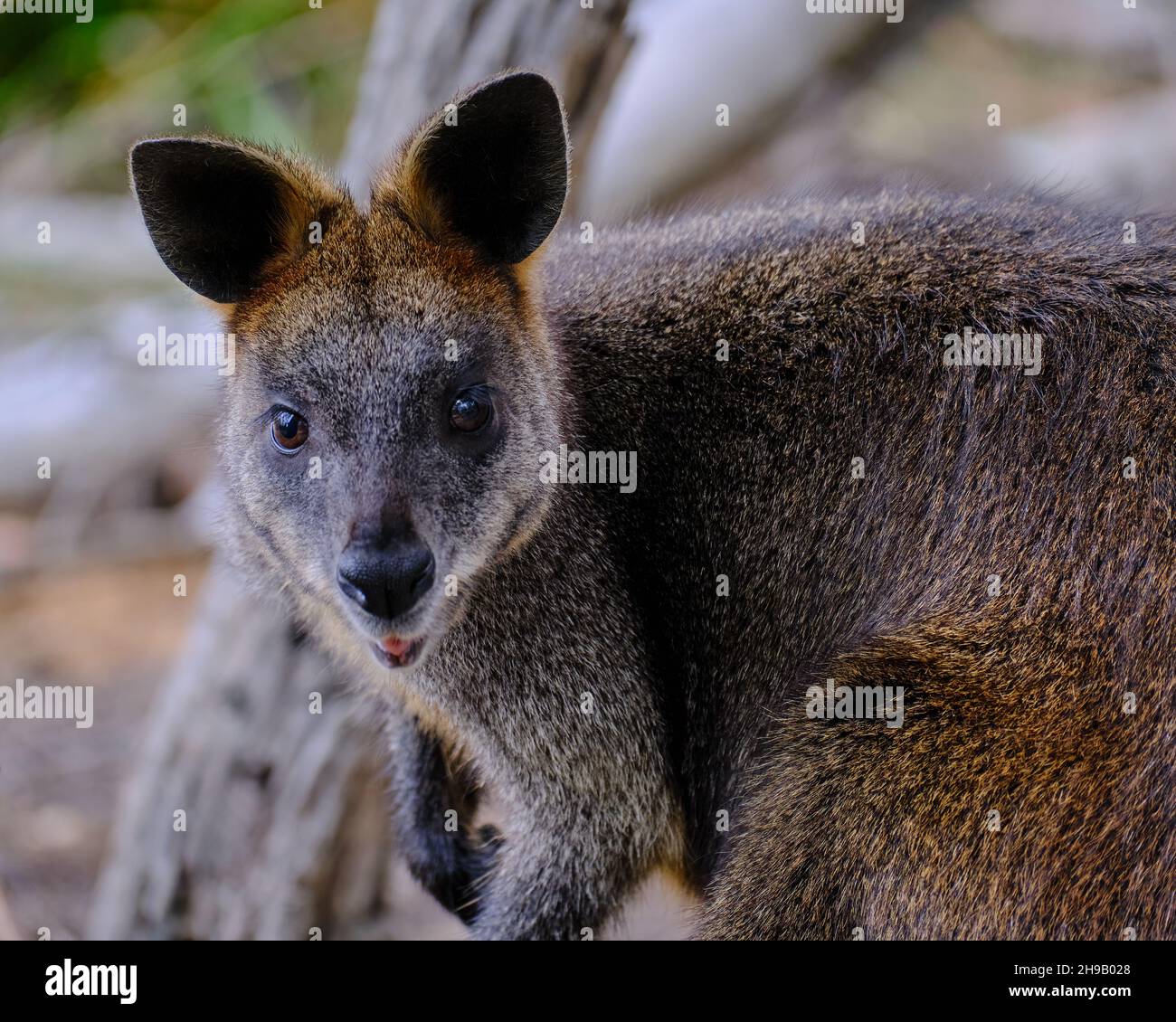 Wallaby des marais Banque D'Images