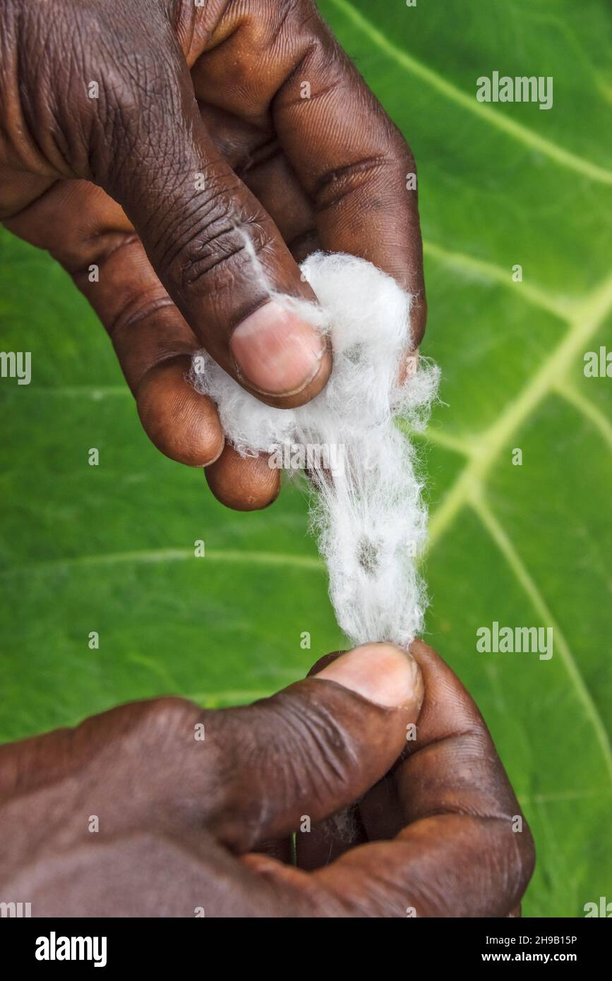 La soie et le coton utilisé pour tisser le tissu Kente, un type de soie et de tissu de coton fait de bandes de tissu intertissé fait et natif de l'Akan groupe ethnique o Banque D'Images