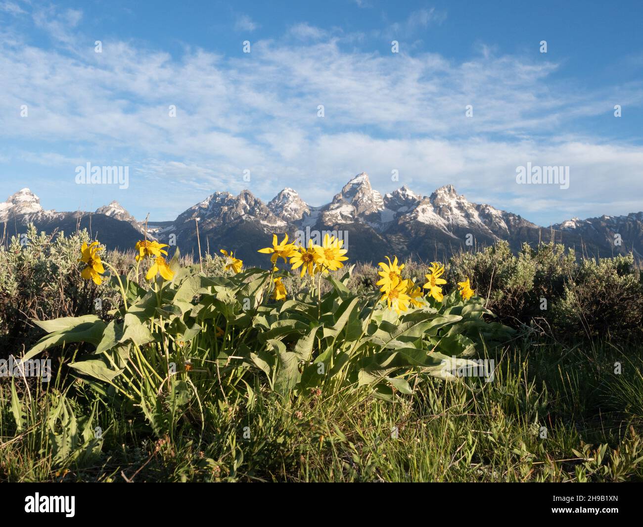 Fleurs sauvages de pâquerette jaune ou de balsamroot à feuilles d'arrow au premier plan avec les montagnes de Teton robustes et enneigées en arrière-plan.Photographié dans GRA Banque D'Images
