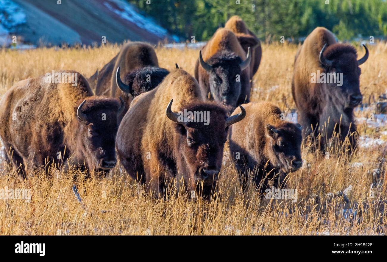 Bison, parc national de Yellowstone, État du Wyoming, États-Unis Banque D'Images