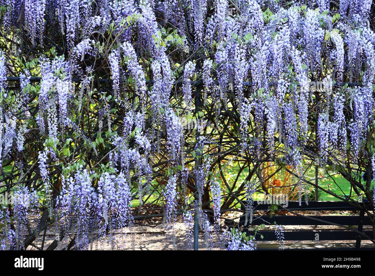 Floraison Wisteria croissante dans les jardins botaniques d'Adélaïde en Australie Banque D'Images