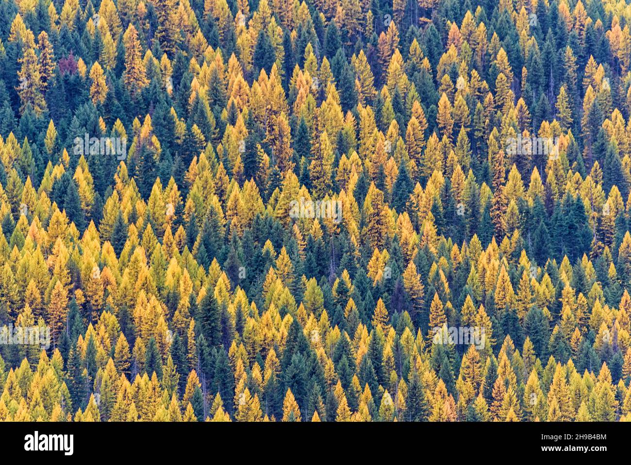 Feuillage d'automne dans la montagne, État du Montana, États-Unis Banque D'Images