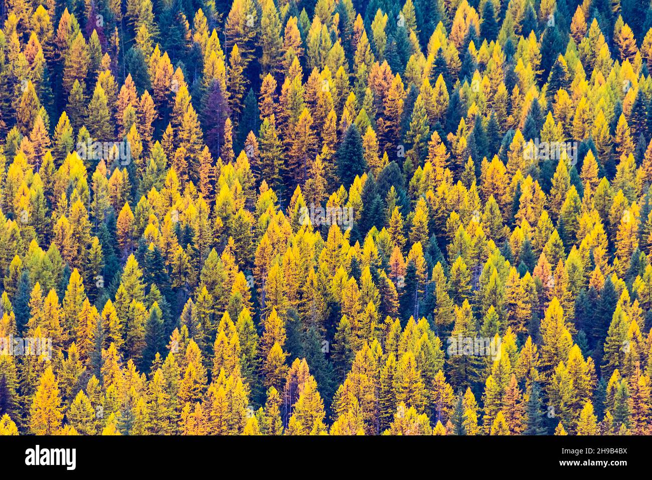 Feuillage d'automne dans la montagne, État de l'Idaho, États-Unis Banque D'Images