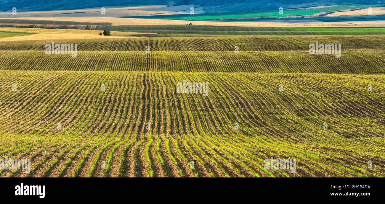 Chenilles récoltées sur champ de blé, est de l'État de Washington, États-Unis Banque D'Images