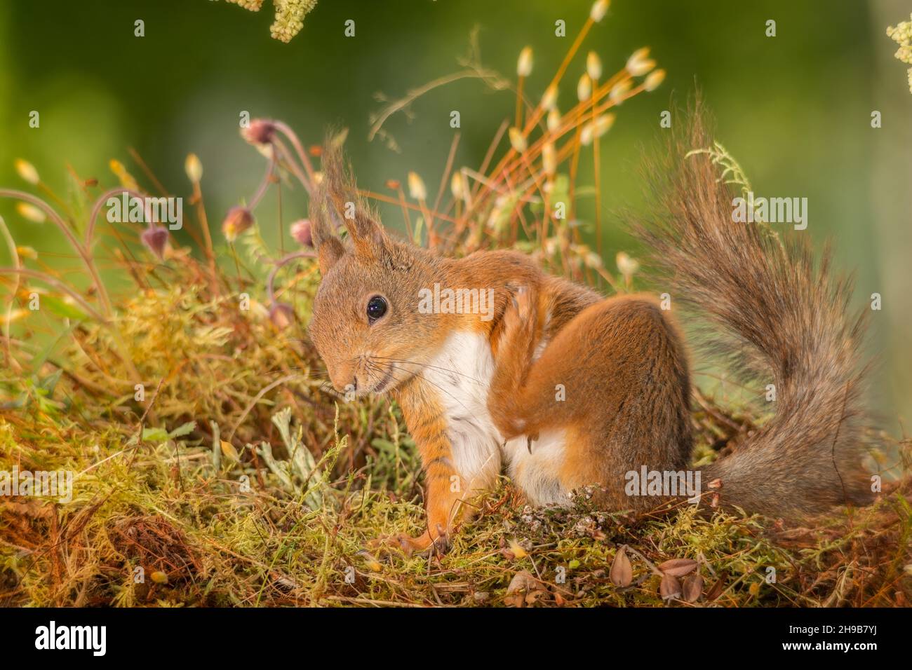 écureuil rouge avec des démangeaisons debout avec des fleurs Banque D'Images