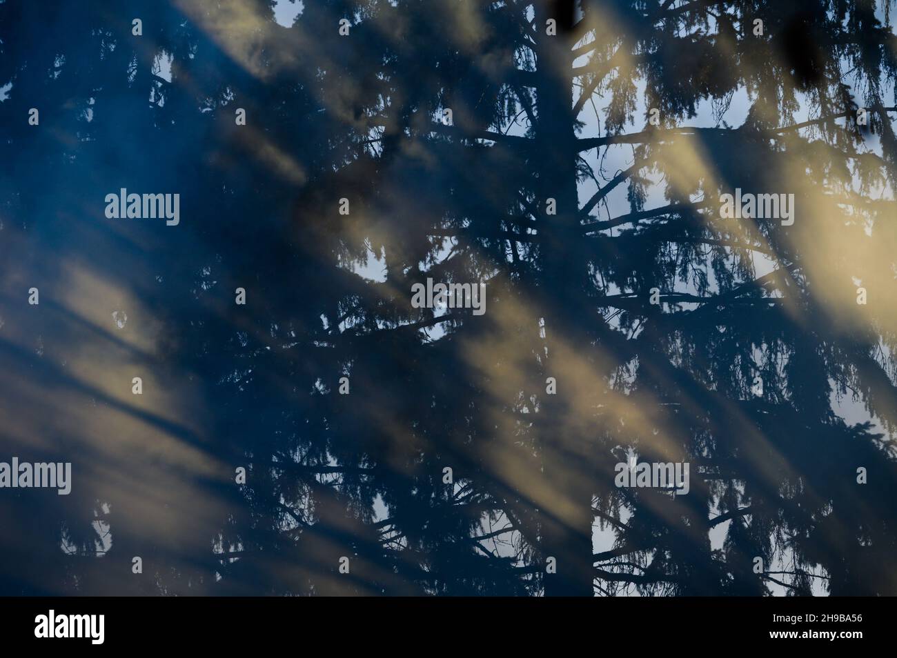 beau coucher de soleil lumière jaune chaude brillent à travers la fumée et l'ombre d'épinette de sapin dans la forêt Banque D'Images