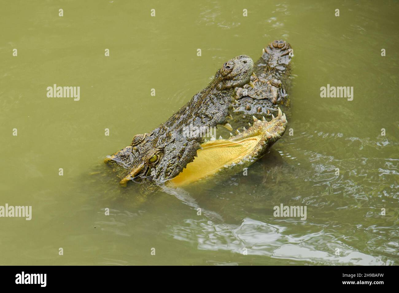 Portrait d'un crocodile affamé qui aboie des dents féroces dans le parc Banque D'Images