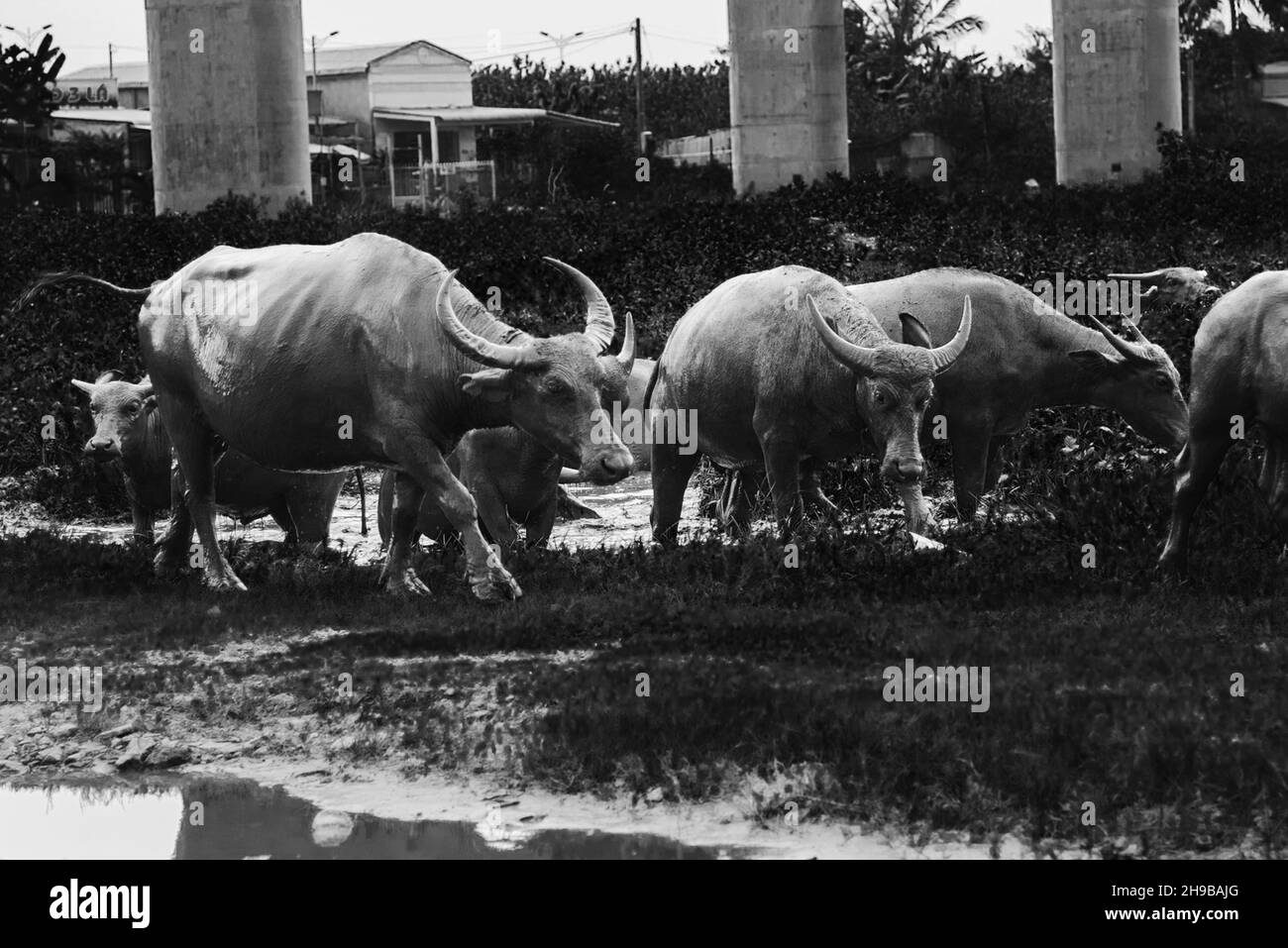 Photo noire et blanche des vaches qui reposent dans la boue Banque D'Images