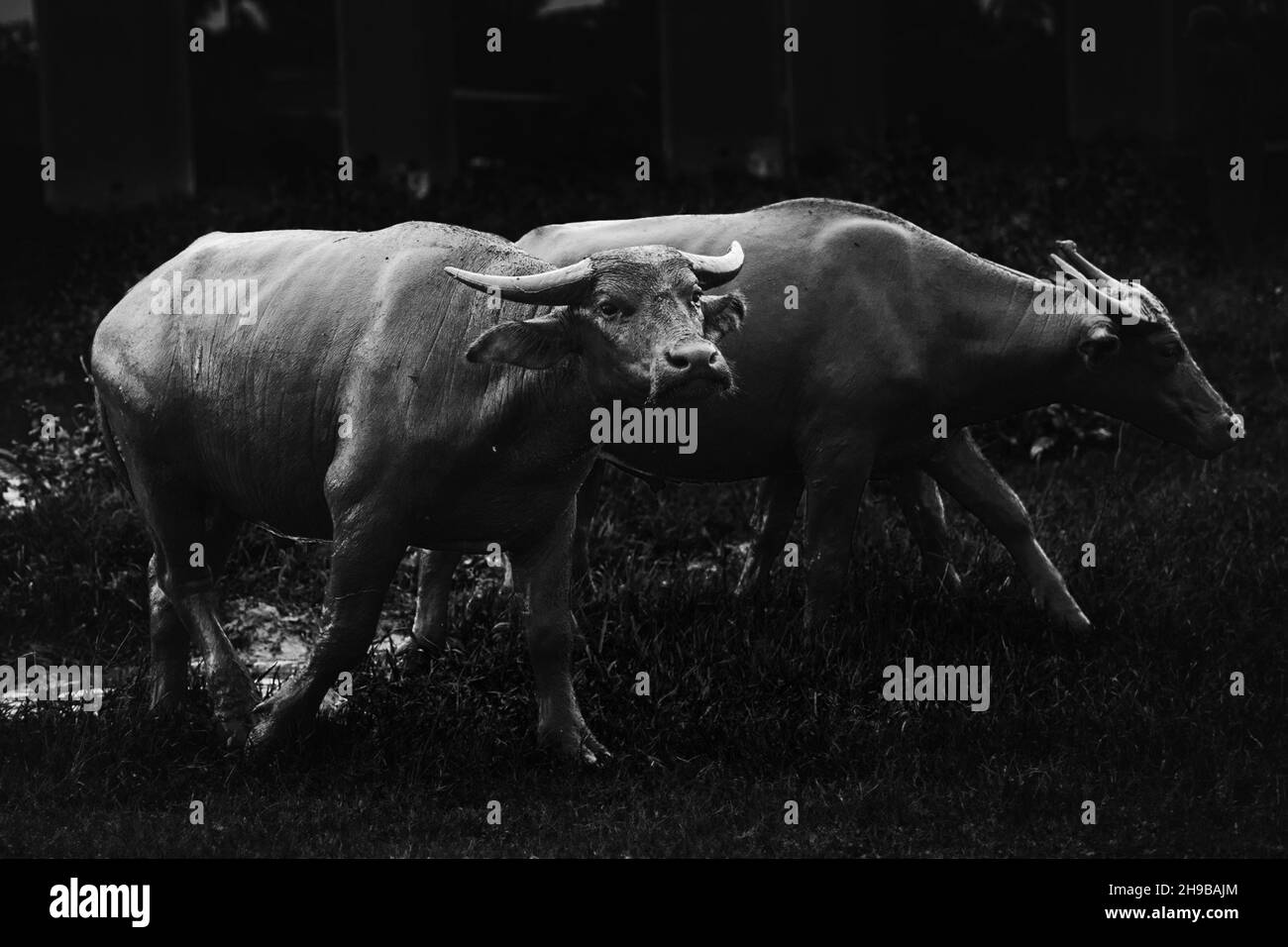 Photo noire et blanche des vaches qui reposent dans la boue Banque D'Images