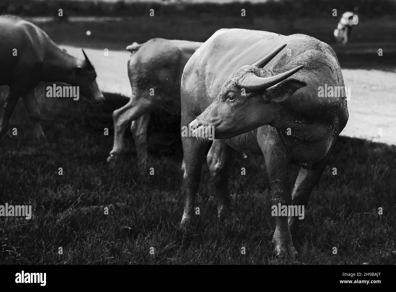 Photo noire et blanche des vaches qui reposent dans la boue Banque D'Images