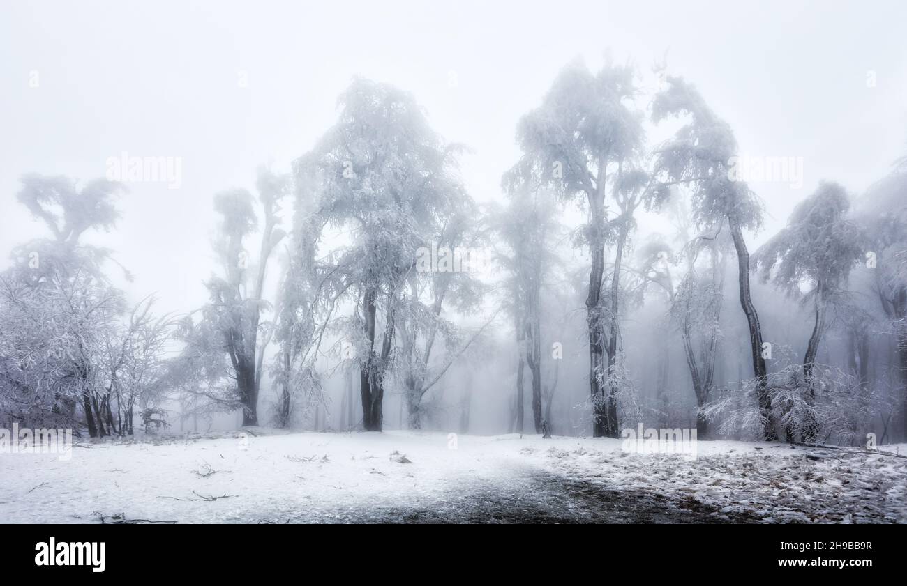 Forêt en hiver avec arbres congelés Banque D'Images