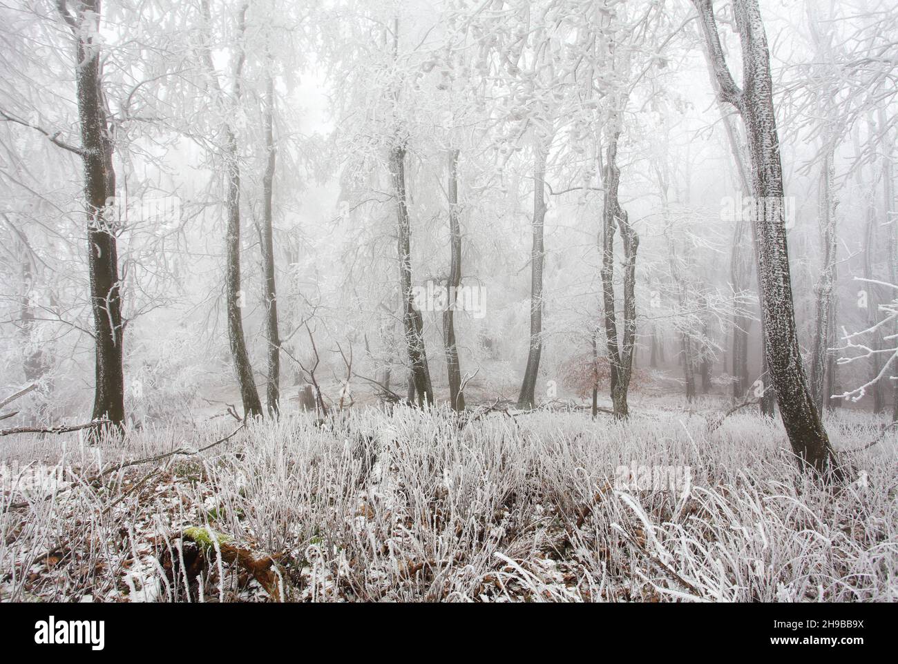 Forêt d'hiver dans les montagnes. Treet d'hiver majestueux Banque D'Images