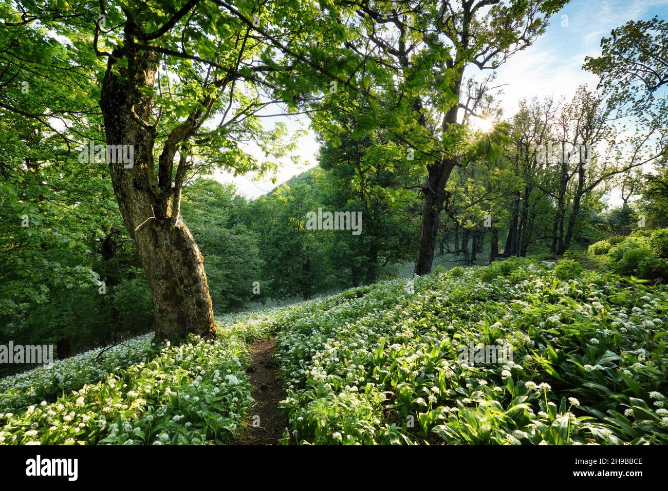 Chemin à travers la forêt magique au lever du soleil, vieux arbres mystérieux, paysage de fantaisie. Banque D'Images
