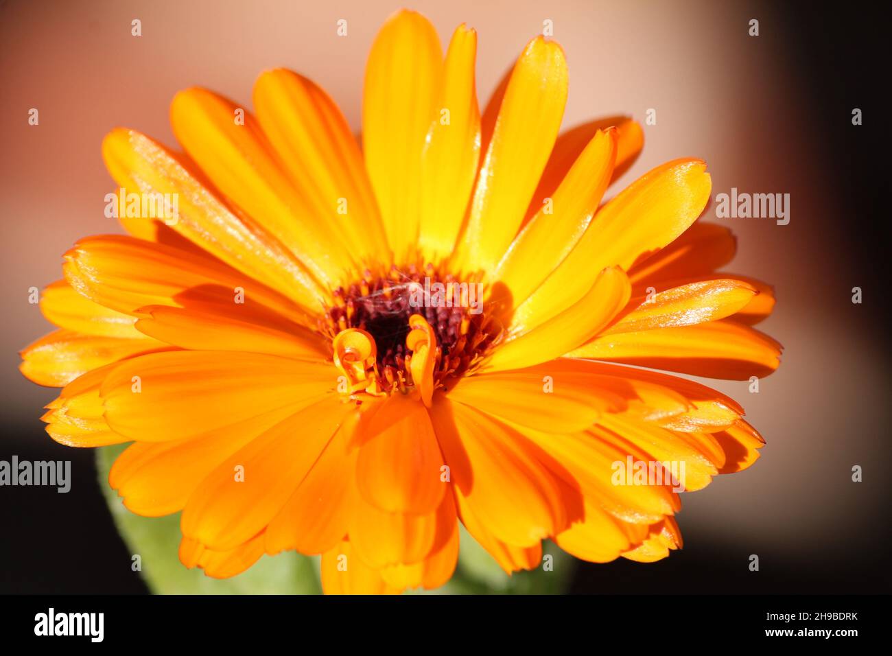 Calendula officinalis, tête de fleur de marigold gros plan. Fond de fleur Banque D'Images