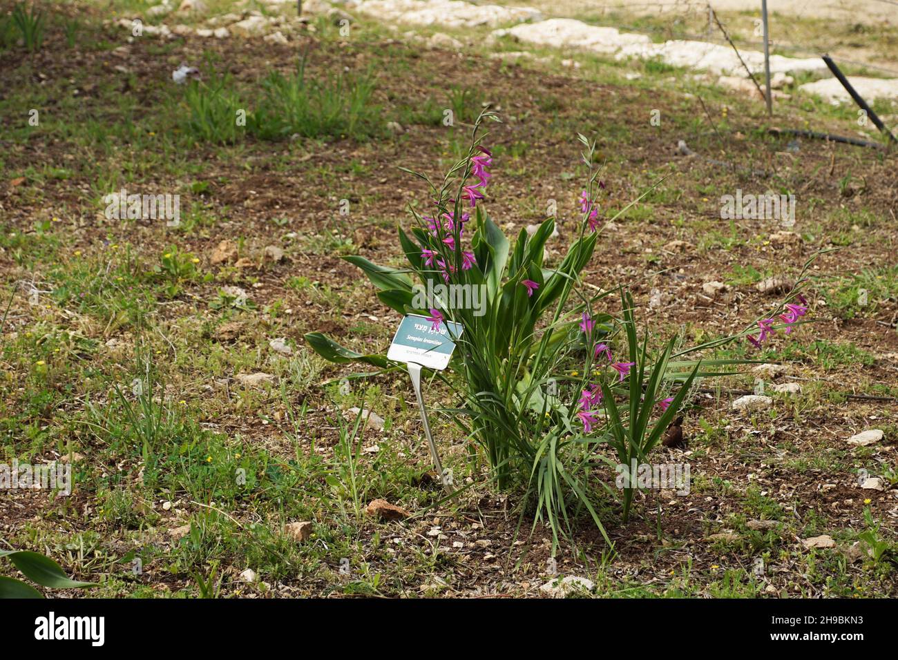 Serapias levantina [syn Serapias vomeracea] nom commun serapias à lèvres longues ou serapias à parts de charrue, est une espèce d'orchidée du genre Serapias. Banque D'Images