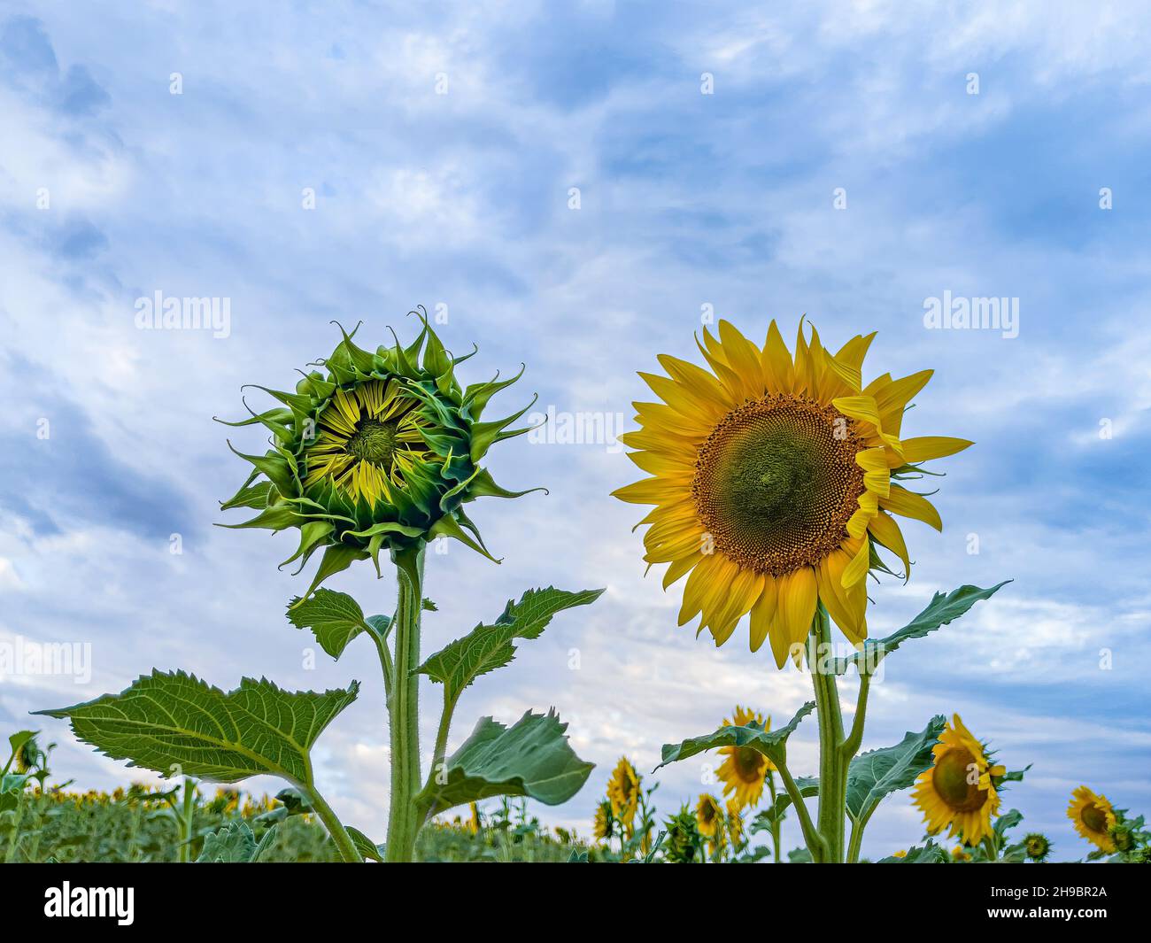 gros plan de deux tournesols, l'un complètement ouvert et l'autre fermé, sur fond de ciel bleu, contraste entre ouvert et fermé, entortillant Banque D'Images