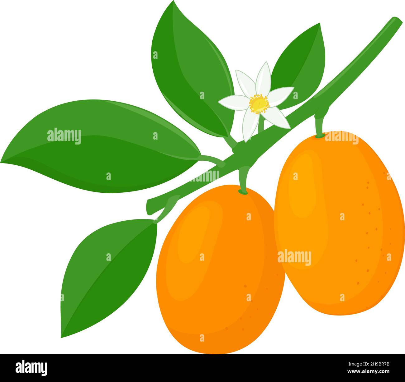 Branche de kumquat avec fruits, fleurs et feuilles.Illustration vectorielle Illustration de Vecteur