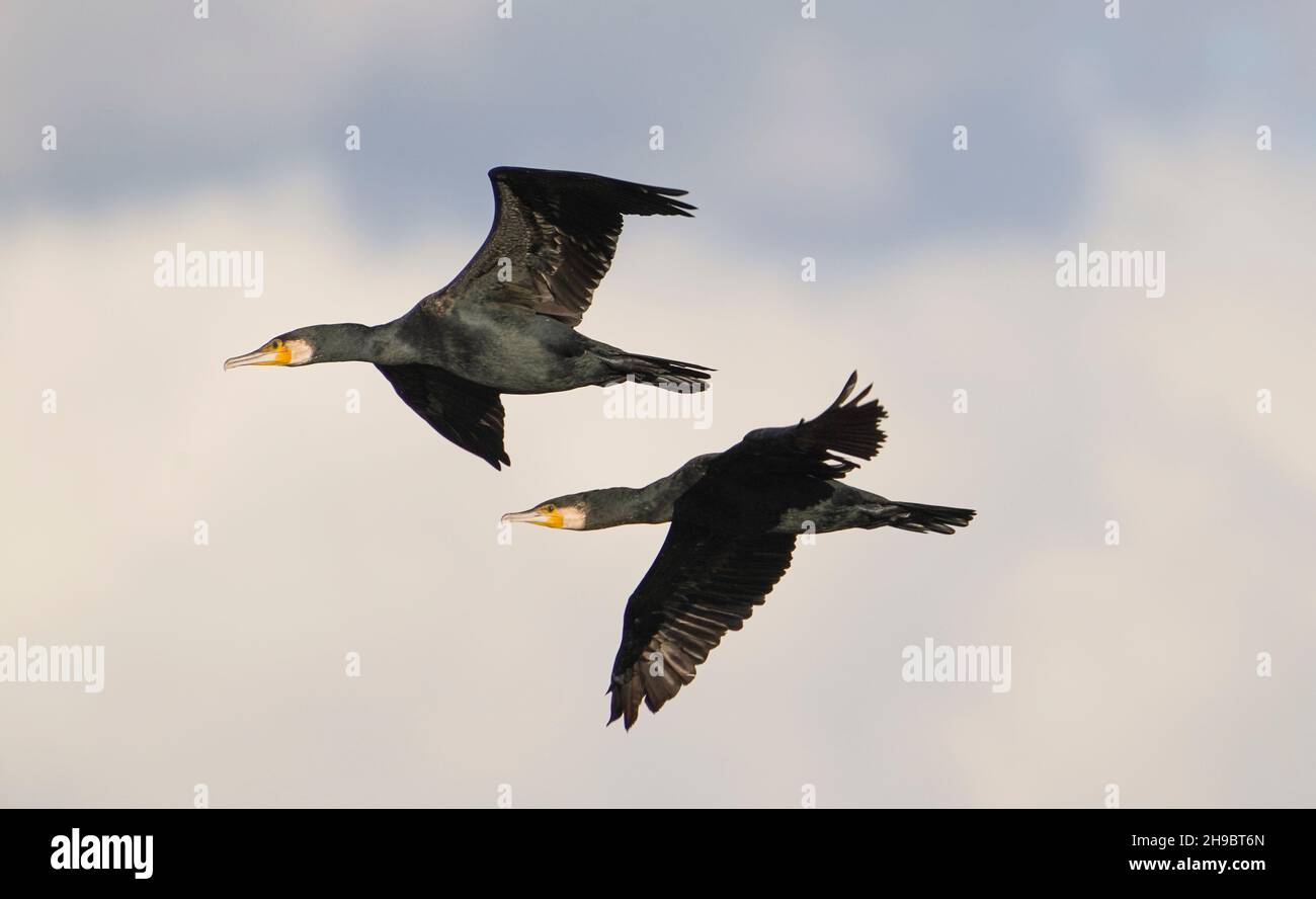 Grands cormorans (Phalacrocorax carbo) volant, Guadalhorce, Andalousie, espagne. Banque D'Images