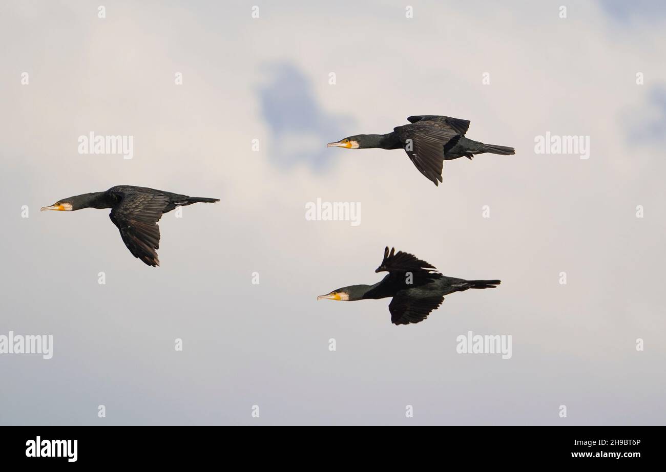 Grands cormorans (Phalacrocorax carbo) volant, Guadalhorce, Andalousie, espagne. Banque D'Images