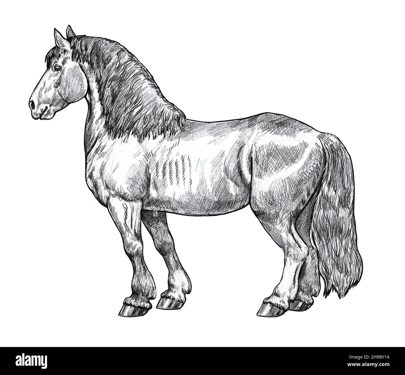 Dessin d'un cheval de trait.Portrait d'un cheval au crayon.Dessin équin. Banque D'Images