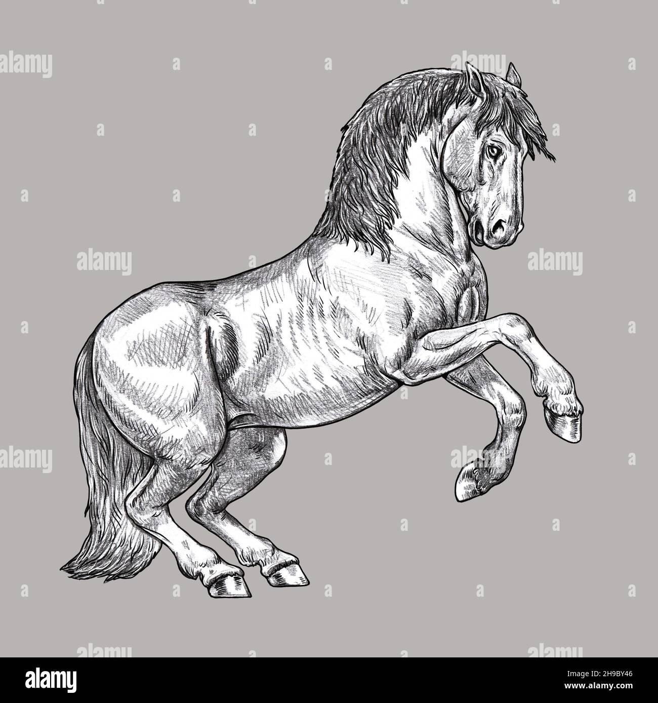 Dessin de cheval d'élevage.Portrait d'un cheval au crayon.Dessin équin. Banque D'Images