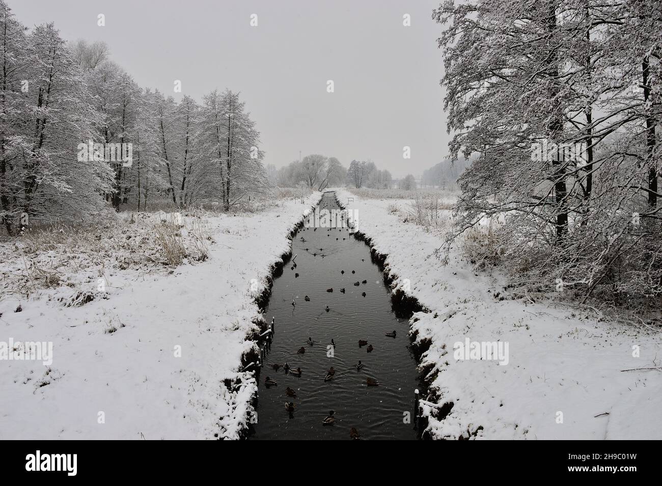 Un ruisseau dans la forêt parmi les arbres enneigés lors d'une journée hivernale glaciale.Hiver. Banque D'Images
