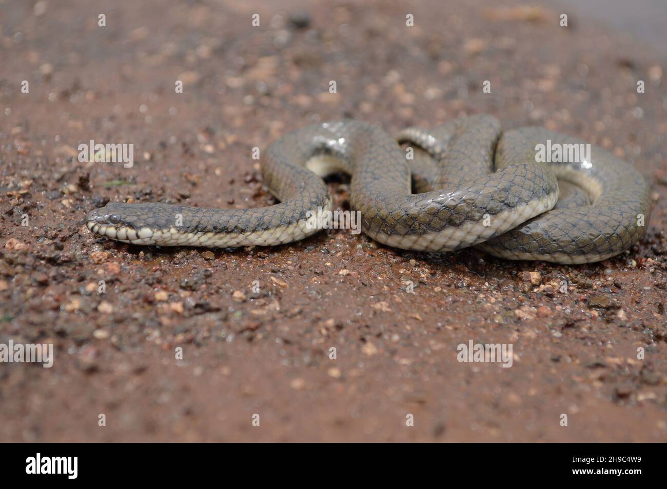 Serpent de marais glacé, Gerprevarda ostiana, Mumbai, Maharashtra, Inde. L’espèce est endémique en Asie.C'est la seule espèce du genre Gerarda. Banque D'Images