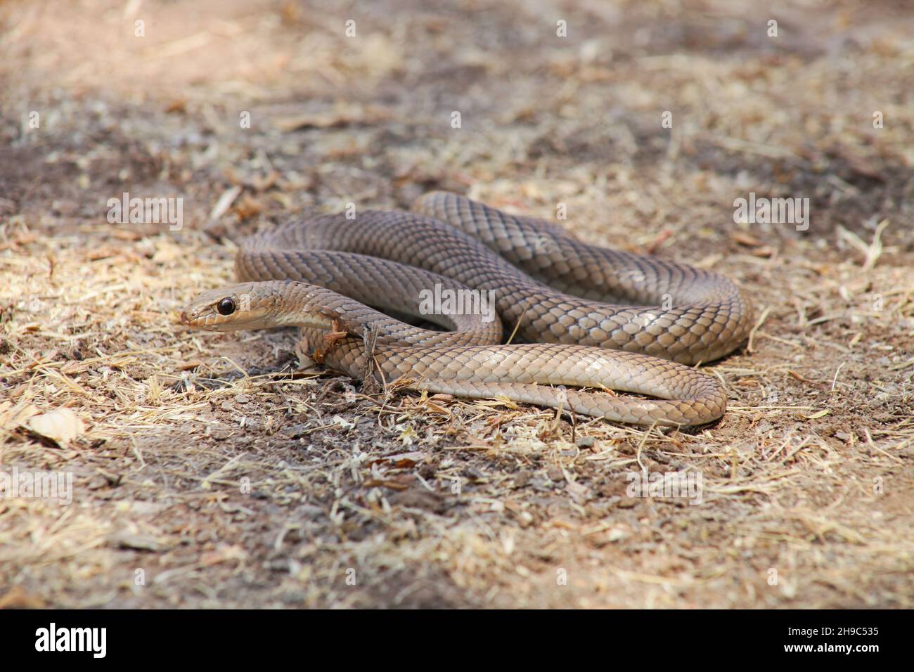 Psammophis longifrons, le serpent de sable piquant ou le long coureur de sable, Nashik, Maharashtra, Inde Banque D'Images