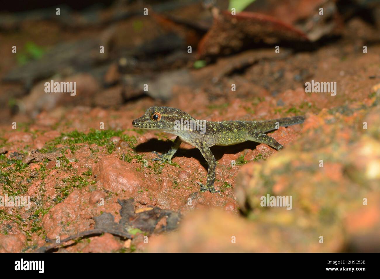 Gecko de jour à ventre jaune, Cnemaspis flaviventralis, Amboli, Maharashtra, Inde.Nouvelle espèce de gecko des Ghats occidentaux de Maharashtra, Inde. Banque D'Images