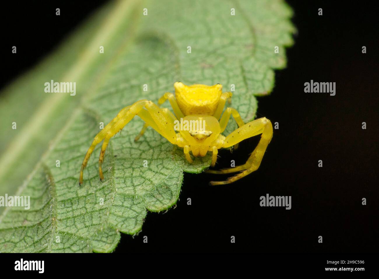 Araignée de crabe jaune, Misumena vatia, Satara, Maharashtra, Inde Banque D'Images