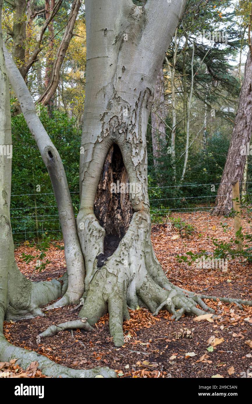 Un creux dans un hêtre, Fagus sylvatica, dans la forêt de Norfolk. Banque D'Images