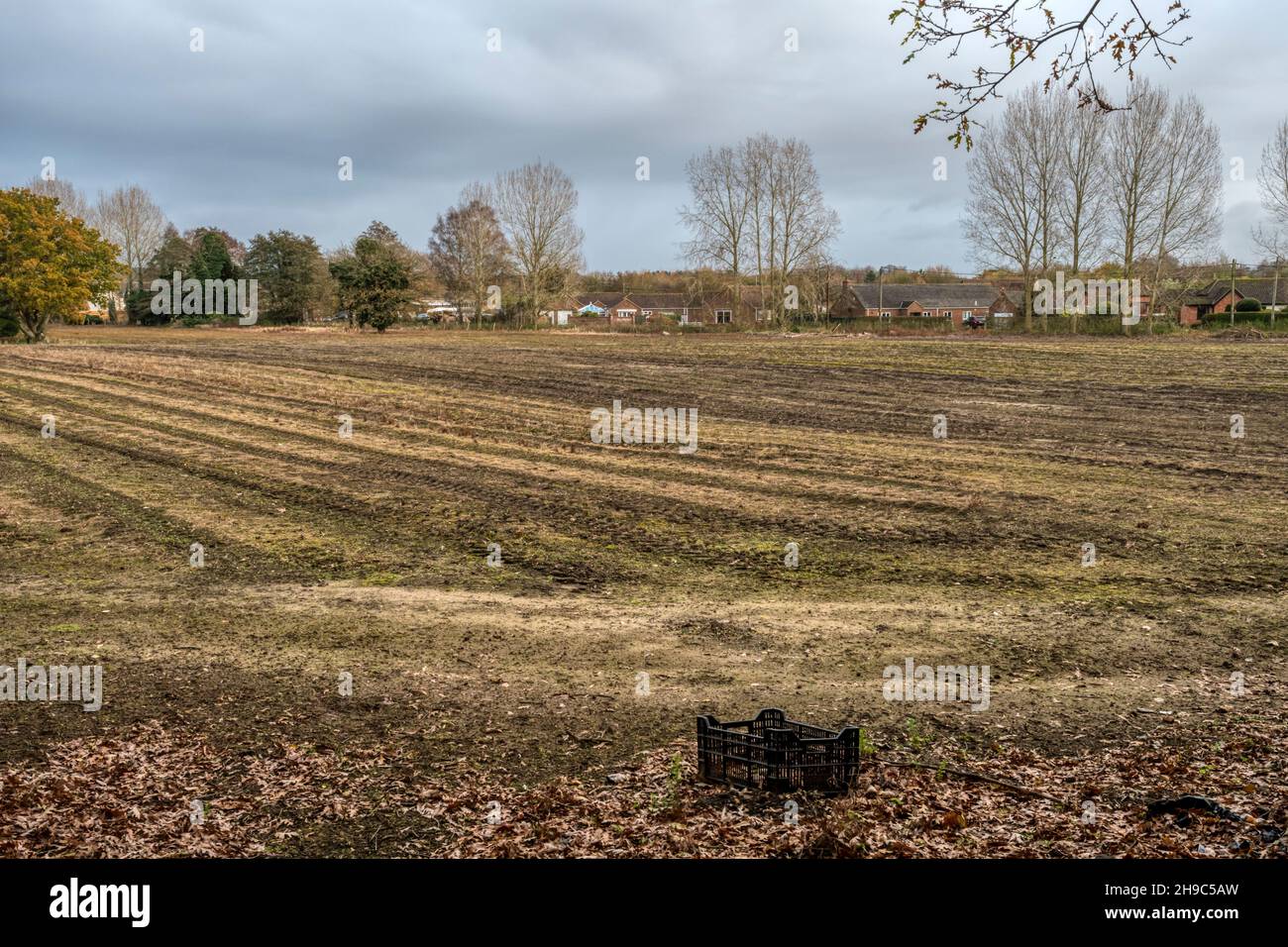 Bord du village de Snettisham - la frontière entre le logement et l'agriculture. Banque D'Images