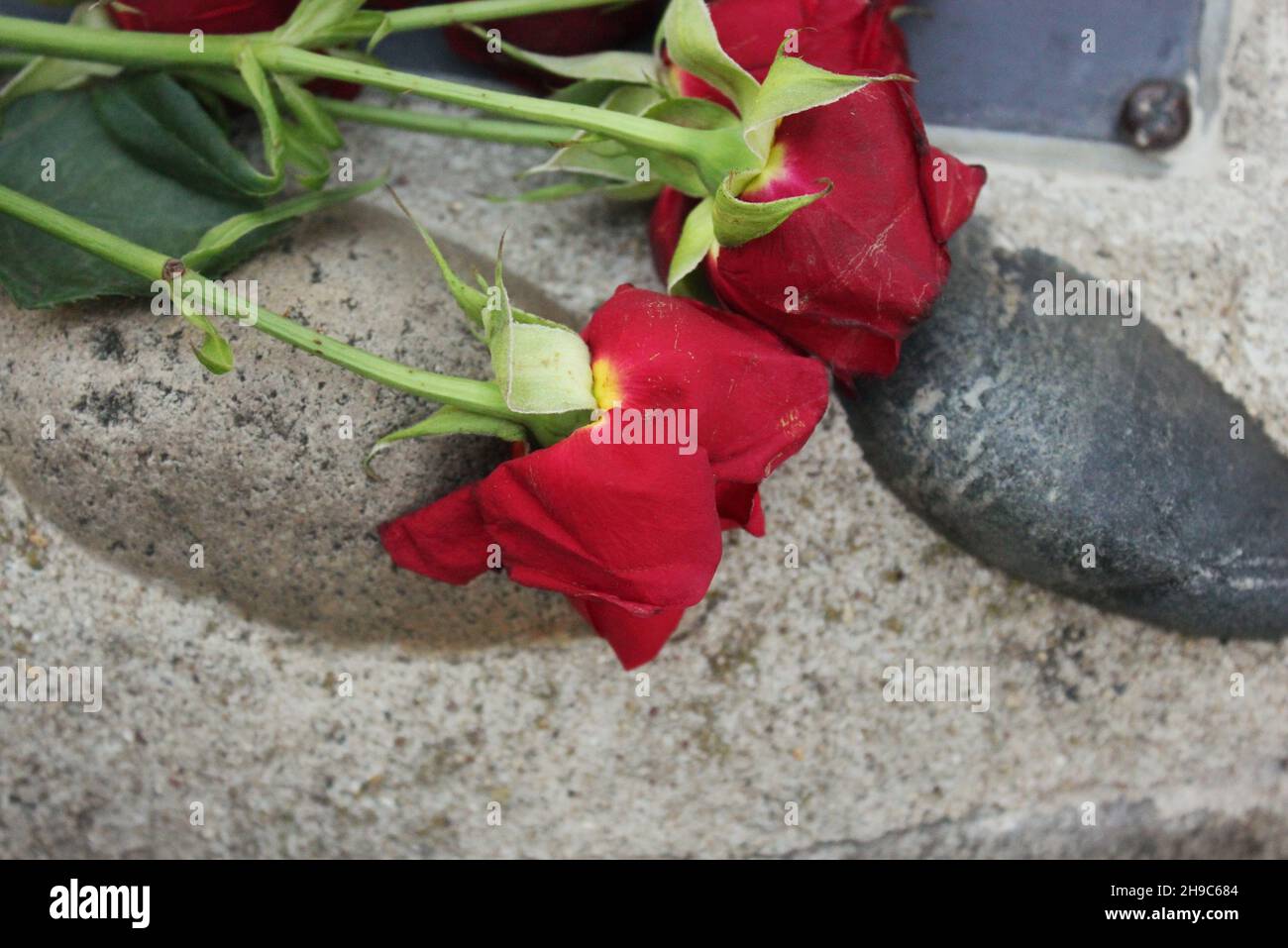 Roses mortes montrant le chagrin, la tristesse et le deuil au soleil éclatant. Banque D'Images