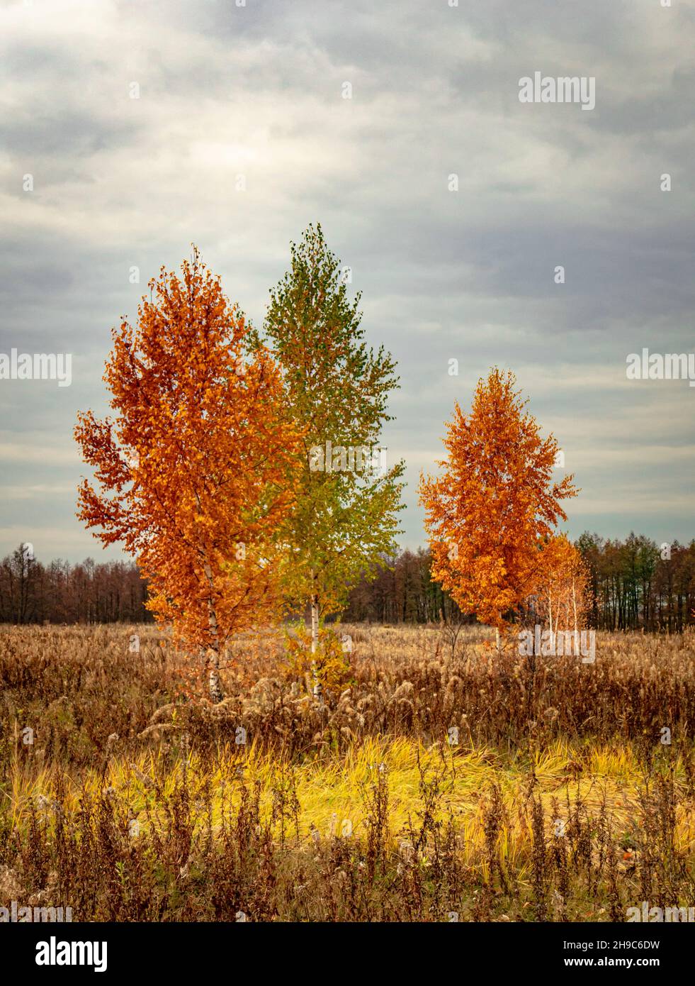 Trois oiseaux avec feuillage jaunâtre dans un champ d'automne avec herbe flétrie sous un ciel gris sombre Banque D'Images