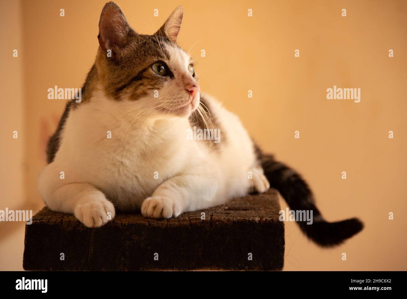 Goias, Brésil – 05 décembre 2021 : un chat tabby couché, reposant, sur une surface en bois avec un fond jaune. Banque D'Images