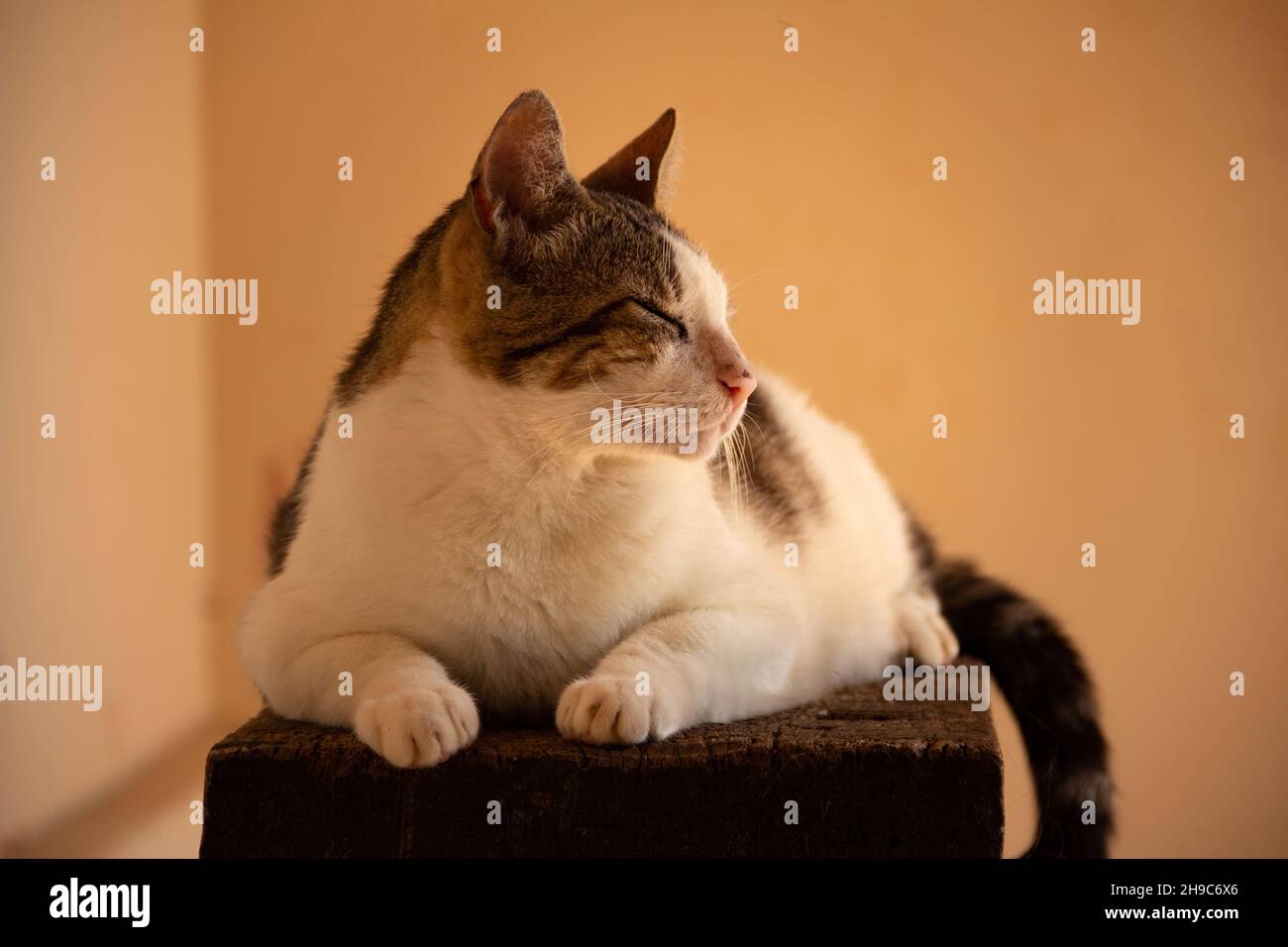 Goias, Brésil – 05 décembre 2021 : un chat tabby couché, reposant, sur une surface en bois avec un fond jaune. Banque D'Images