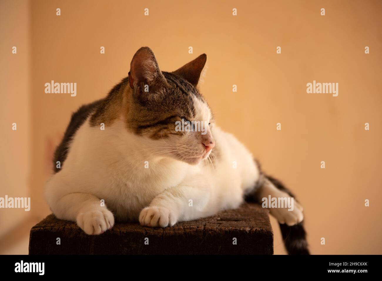 Goias, Brésil – 05 décembre 2021 : un chat tabby couché, reposant, sur une surface en bois avec un fond jaune. Banque D'Images