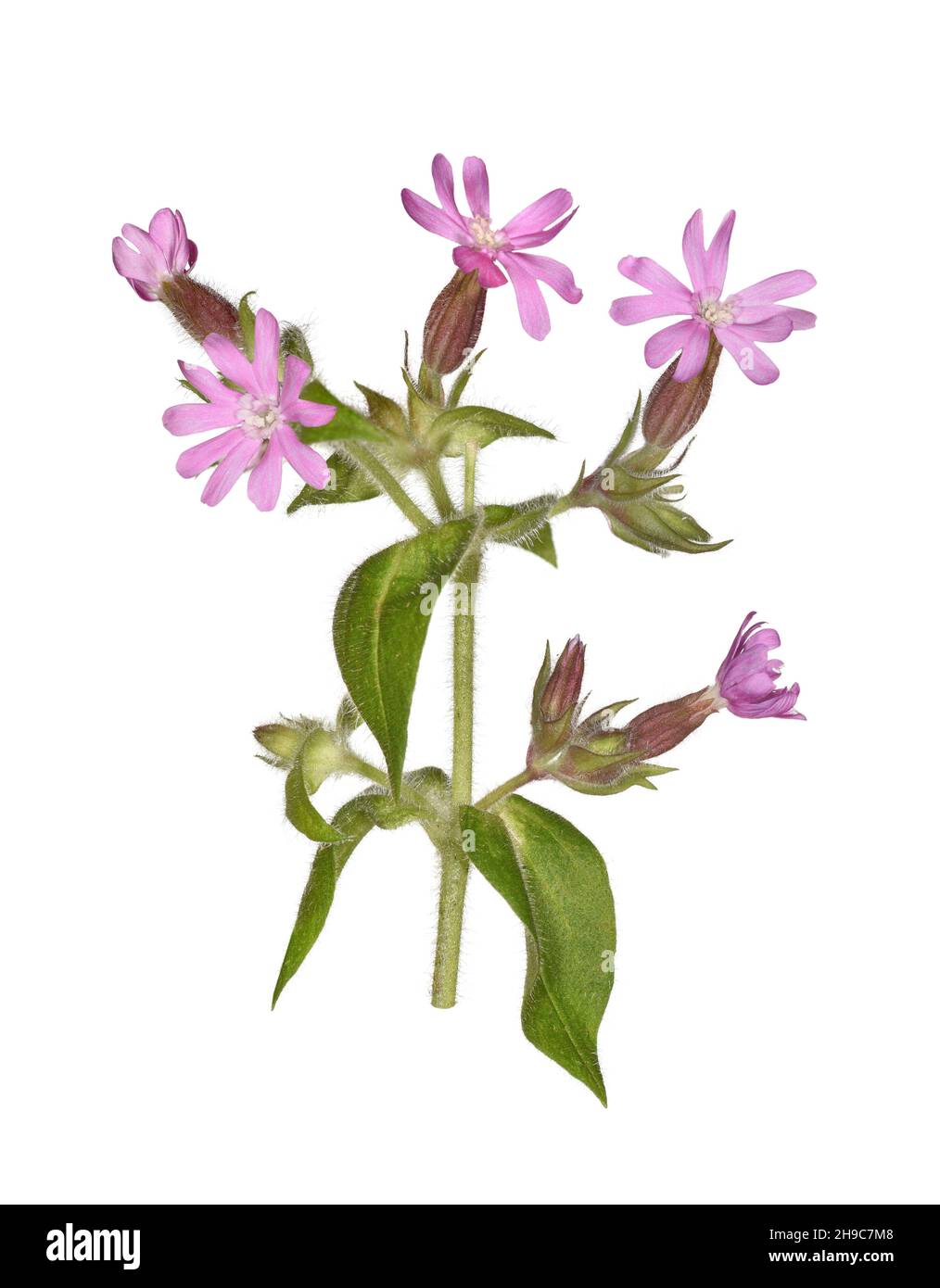 Campion Silene dioica - rouge Banque D'Images