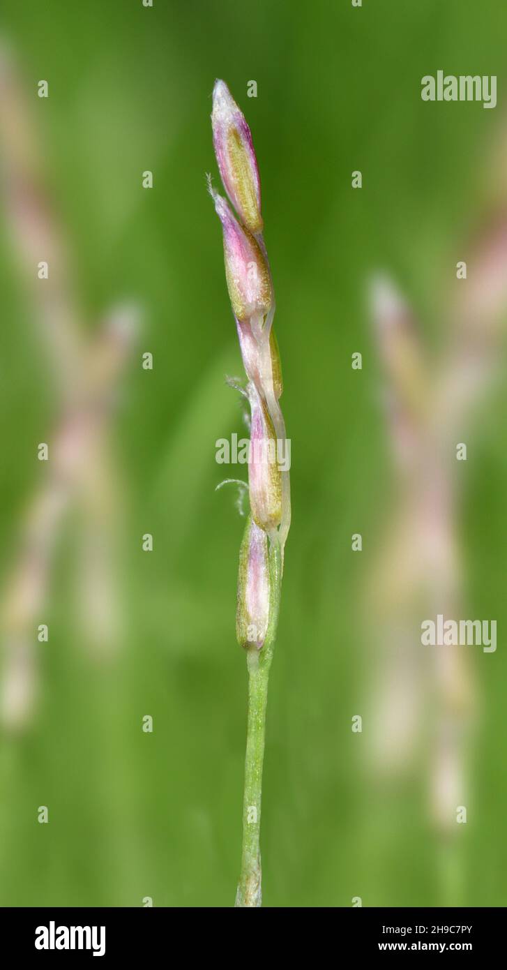 Herbe de sable précoce - Mibora minima Banque D'Images